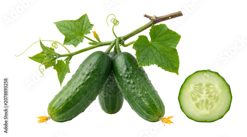 Fresh green cucumbers on a vine with yellow flowers and green leaves, including two whole cucumbers and one sliced cross-section, isolated on a white background, for food display