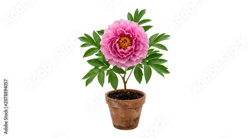 Pink peony flower in full bloom with intricate layered petals and green leaves planted in a terracotta clay pot isolated on a plain white background, for display