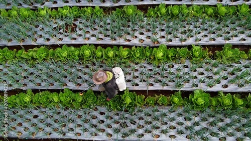The fertile foothills of Mount Sumbing are suitable for spring onion plantations in Butuh hamlet, Magelang district.