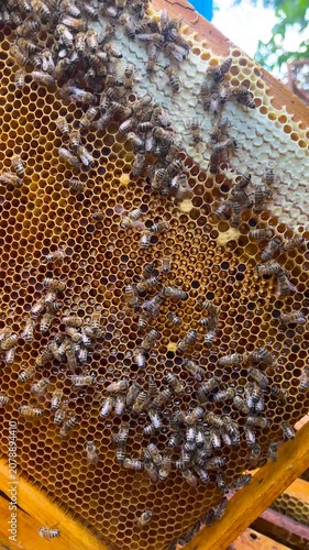 Beekeeper uncapping a honeycomb frame with a knife as fresh golden honey flows out. Natural honey harvesting at an apiary. Organic beekeeping and healthy sweet food concept.