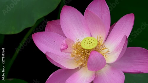 lotus flowers blooming in the lake of the summer park 