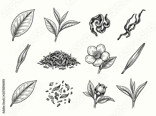Set of tea leaf botanical illustration, camellia sinensis flower, black ink sketch isolate on white