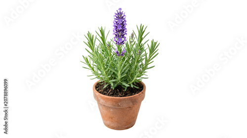 Purple lavender plant with slender green leaves and a single blooming flower spike in a terracotta clay pot isolated on a plain white background, for gardening