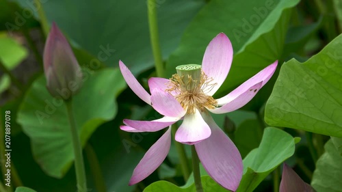 lotus flowers blooming in the lake of the summer park 