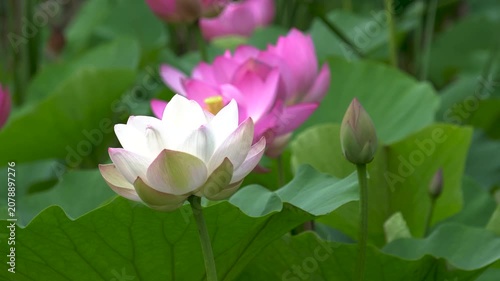 lotus flowers blooming in the lake of the summer park 