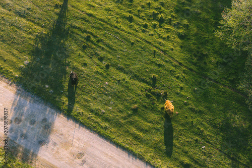 Top down view of cows on agricultural land