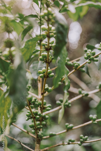 фотографія Close-up of unripe green coffee cherries growing on a coffee tree branch in a plantation