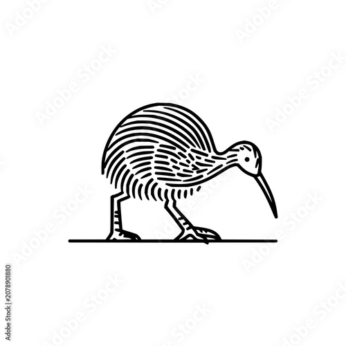 Kiwi bird vector illustration new zealand wildlife icon outline drawing exotic animal sign graphic design element