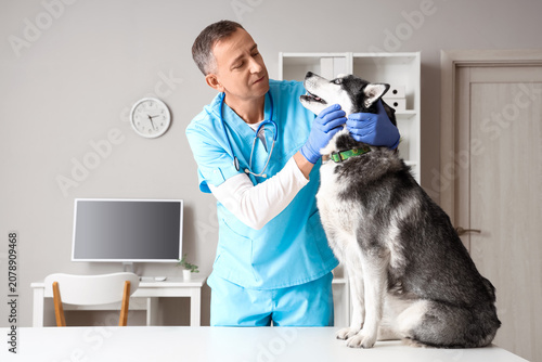 Male veterinarian examining...