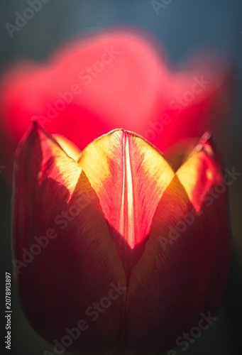 Obraz na płótnie Tulip