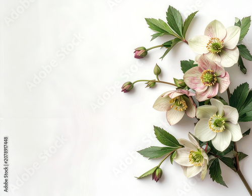 Delicate Hellebore Flowers with Green Leaves on a White Background.