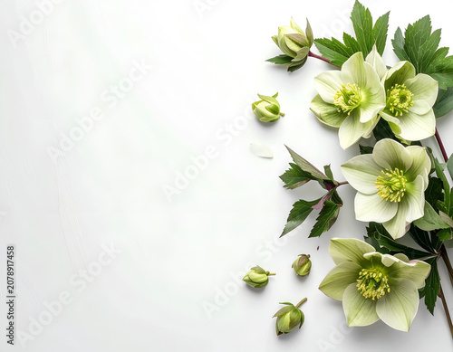Delicate Light Green Hellebore Flowers and Buds on White Background.