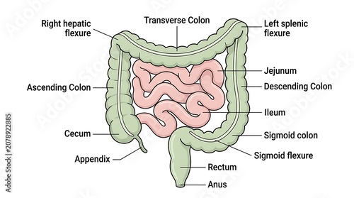 Obraz na plátně Medical illustration of human large intestine anatomy and labeled components