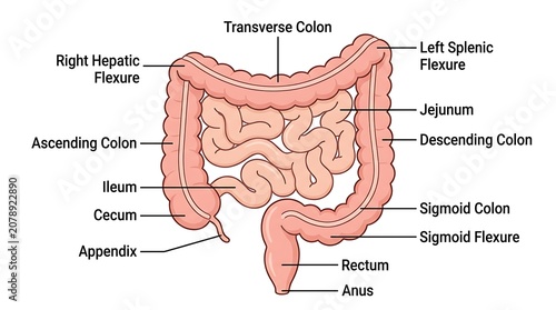 Obraz na plátně Detailed diagram of human large intestine segments and anatomical labels
