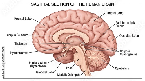 Photos Sagittal section diagram of the human brain anatomy with sagittal, neurology