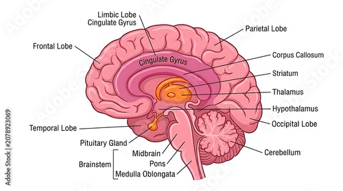 Schilderij op canvas Anatomical view of human brain structure and sections with neurology, sagittal
