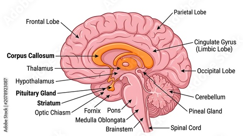 Fotografía Detailed medical diagram of human brain sagittal section with neurology