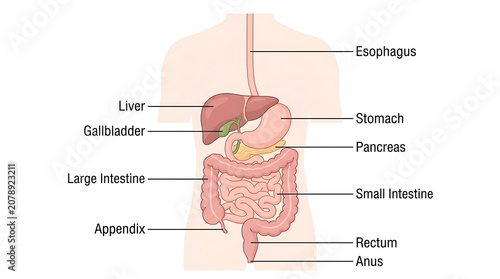 Cuadro en lienzo Human digestive system anatomical chart with labeled organs digestive pancreas