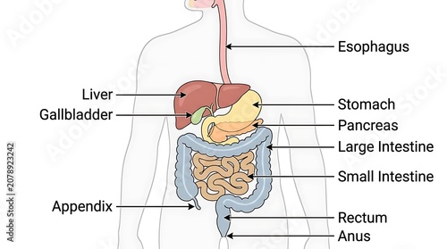 Картината върху платно Detailed medical illustration of human digestive tract anatomy and organs