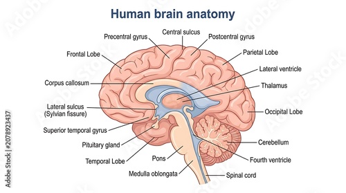 Tableau sur toile Human brain anatomy diagram with detailed labeled anatomical structures