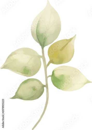 Sage Green Watercolor Leaves Botanical Illustration