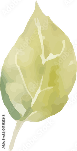 Watercolor Leaf Illustration