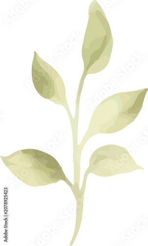 Elegant Minimalist Green Leaves Stem Watercolor