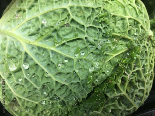 Fresh Green Cabbage with Water Droplets
