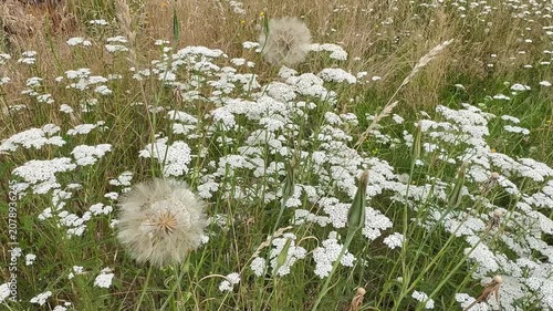 Blühende Schafgarbe (Achillea millefolium) mit großer Bocksbart-Pusteblume auf sommerlicher Wildblumenwiese | Querformat