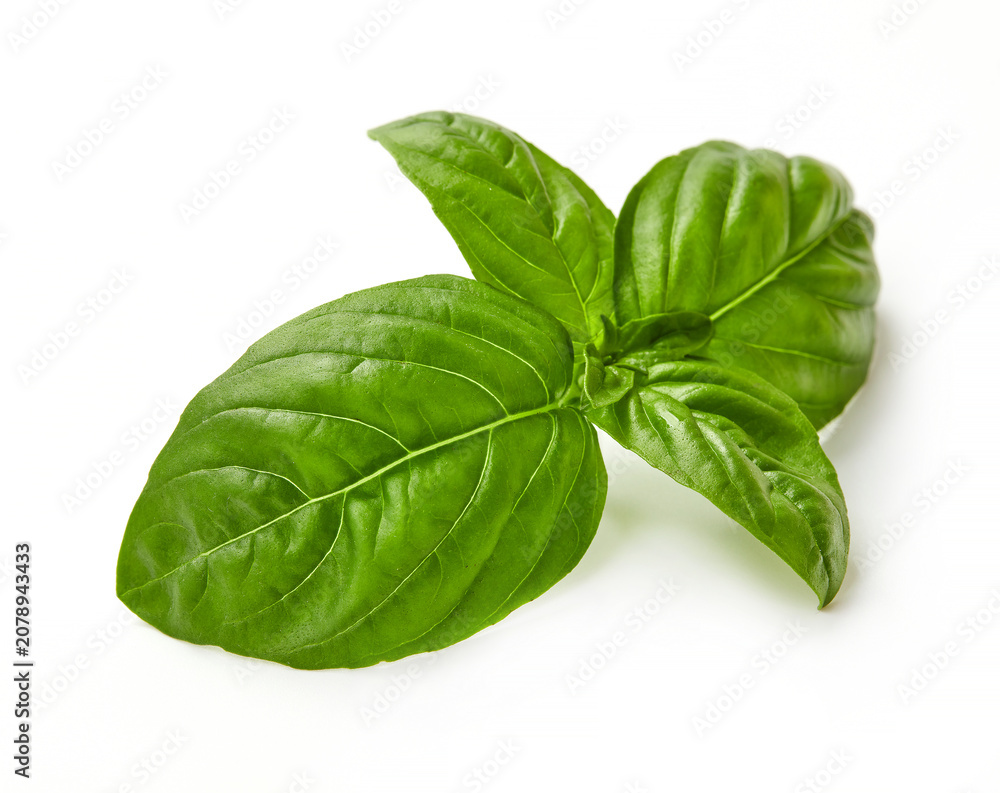 Fototapeta premium Green basil leaves isolated on white background