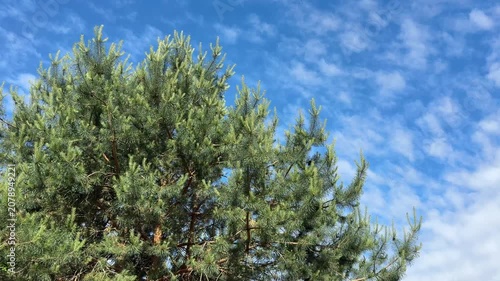 Pine evergreen tree in the wind against sky.
