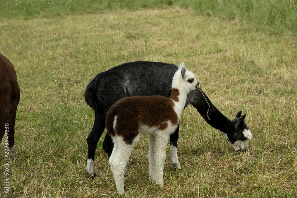 Fototapeta premium alpaka tier natur lama familie