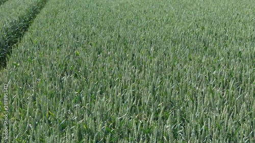 Young wheat heads sway gently in wind across vast green field viewed from drone showing large scale agricultural production