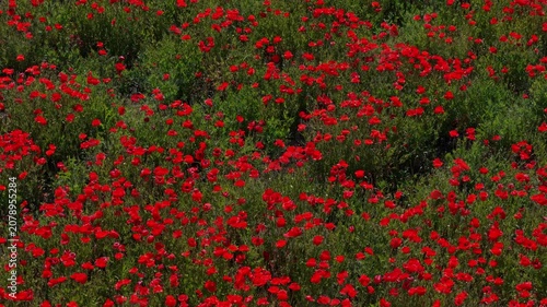 Red flowering poppies cover open meadow to the horizon with insects moving through blossoms under bright sunlight