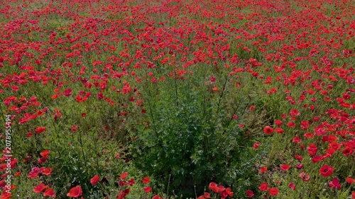 Bright red poppies bloom across wide meadow while insects fly among flowers in warm sunlight and clear weather