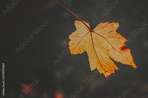 Foto Single orange leaf hanging against dark background