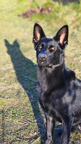Vertical portrait of a black dog sitting on grass. Alert canine companion looking up in bright sunlight. Shadow on the ground