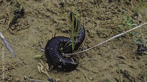 Medicinal leech crawls across damp sandy soil searching for water captured in macro with detailed body movement and close anatomy