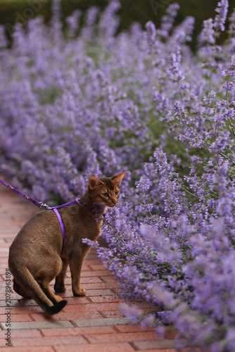An Abyssinian cat, wearing a purple harness, pauses on a red brick path amid a sea of vibrant lavender flowers. Perfect for theme of wellness, pet lifestyle, and outdoor tranquility.
