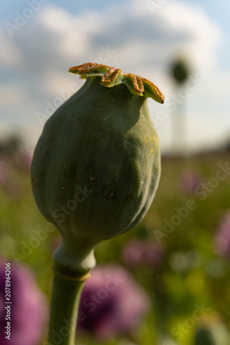 poppy seed pod