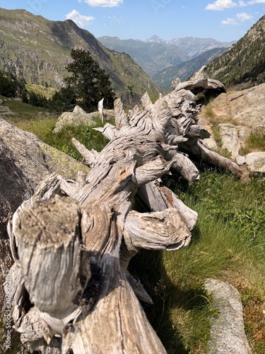 Tronco caído en la montaña