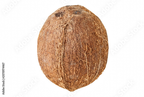 Schilderij op canvas Single whole brown coconut with textured fibrous husk