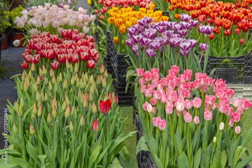 Fringed Pink Tulips Flower Petals in Crates Holland Import Flowers