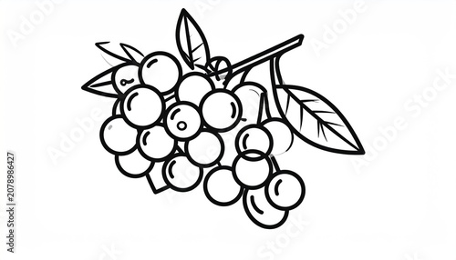 Detailed hand drawn longan fruit cluster with leaves.