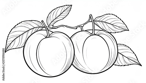 Detailed plum branch sketch for coloring and design.