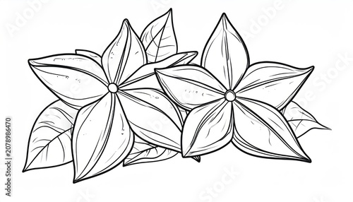 Detailed star anise flower pods line art illustration.
