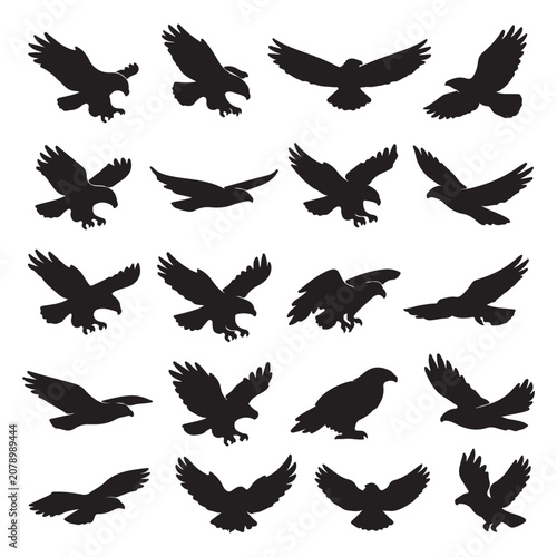 Vector Bird Silhouette Set Collection with Flying Birds Dove Eagle Hawk Pigeon Wildlife Black Icons and Isolated Feather Illustration for Nature Design