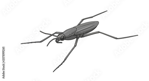 Photos Detailed Illustration of a Water Strider Insect