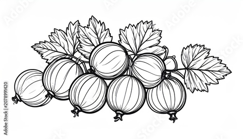 Gooseberry line art illustration with fresh berries and leaves