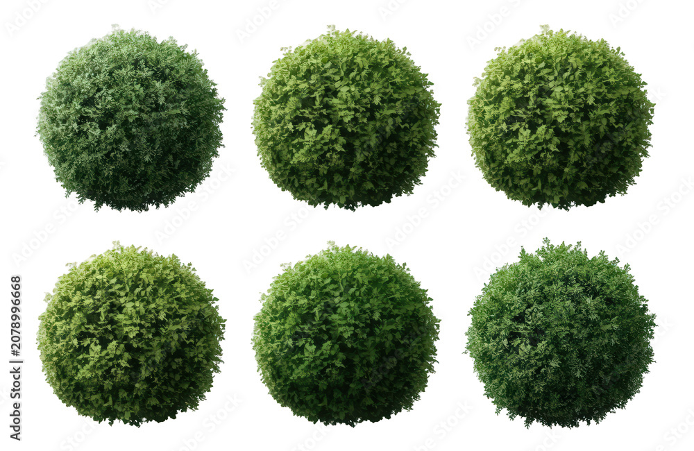 Fototapeta premium Six green boxwood shrubs forming perfectly round topiary balls for garden landscaping on transparent background